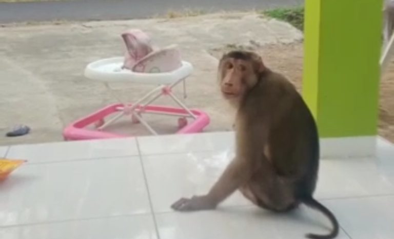 Meresahkan, Monyet Berukuran Besar Acak-acak Rumah Warga di Palabuhanratu